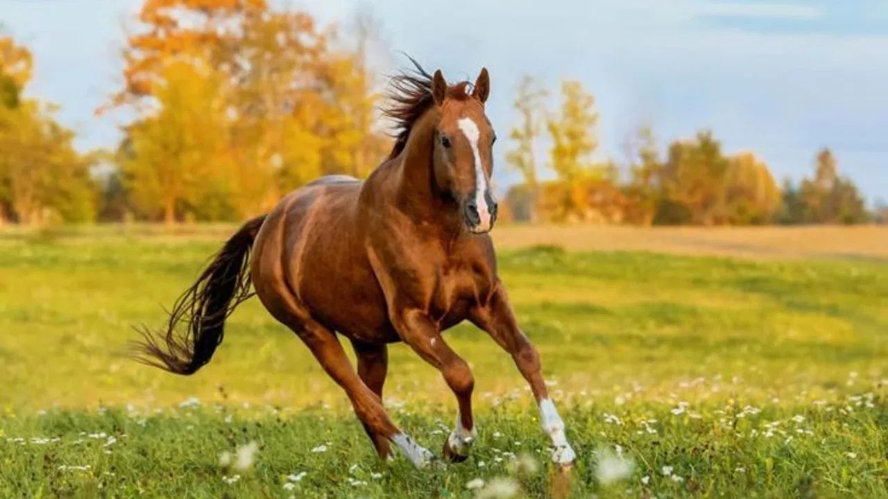Seeing Horse in Dream: સપનામાં આવે છે અશ્વ, તો આ સ્વપ્ન શુભ ગણવું કે અશુભ ? જાણો..