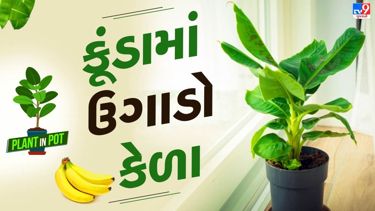 Plant In Pot : ચોમાસા, ઉનાળા અને શિયાળામાં સરળતાથી મળતુ ફળ એવા કેળાના છોડને ઘરે કૂંડામાં ઉગાડો, અપનાવો આ ટીપ્સ, જુઓ તસવીરો