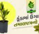Plant In Pot : અઢળક ઔષધિય ગુણ ધરાવતા તમાલપત્રના છોડને ઘરે ઉગાડો, આ રહી ટીપ્સ, જુઓ તસવીરો