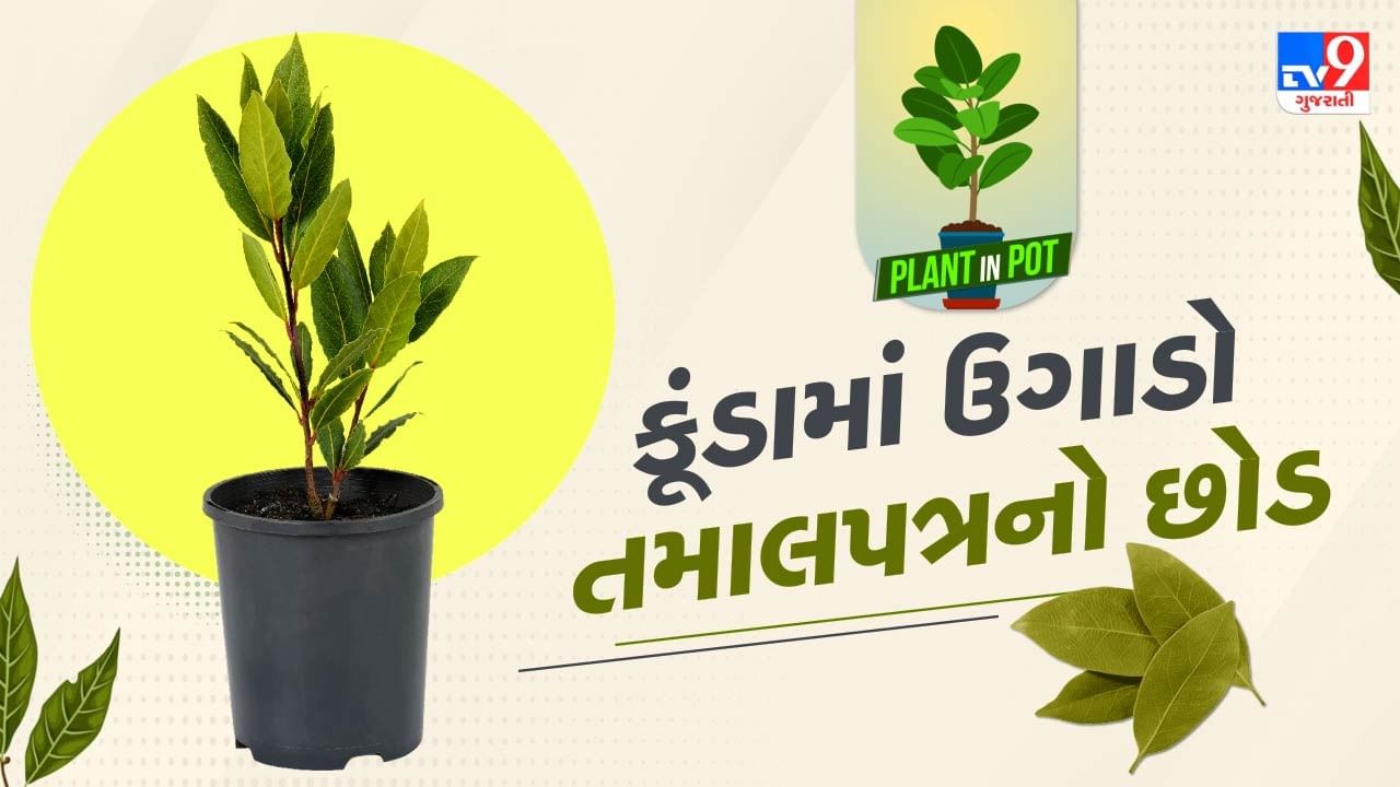 Plant In Pot : અઢળક ઔષધિય ગુણ ધરાવતા તમાલપત્રના છોડને ઘરે ઉગાડો, આ રહી ટીપ્સ, જુઓ તસવીરો