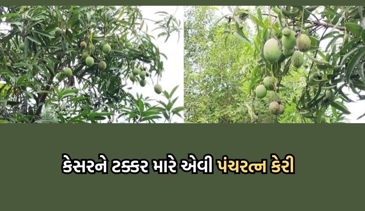 અમરેલીના પ્રગતિશીલ ખેડૂતોએ વિકસાવી કેસરને પણ ટક્કર મારે એવી પંચરત્ન કેરીની જાત, 20 થી 25 દિવસ સુધી નથી બગડતી આ કેરી- Video