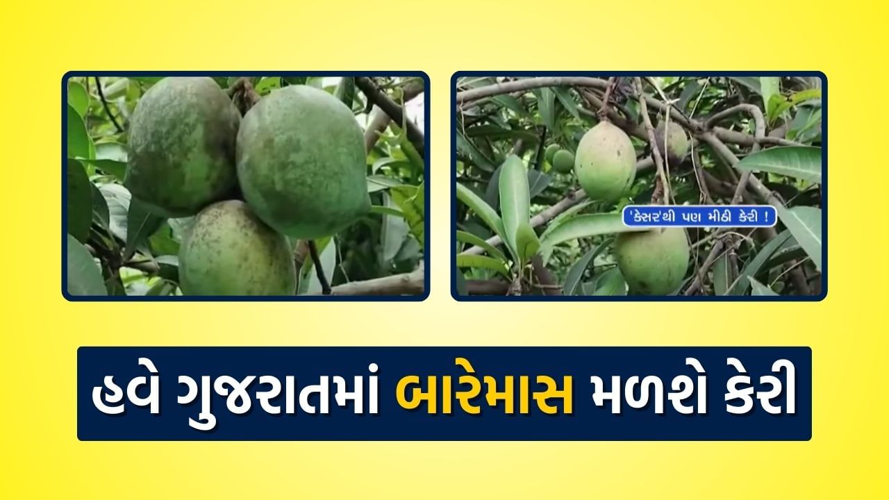 હવે બારેમાસ ખાવા મળશે કેરી ! પ્રગતિશીલ ખેડૂતોનો નવતર પ્રયાસ, જાણો શું છે પંચરત્ન કેરીની વિશેષતાઓ ?