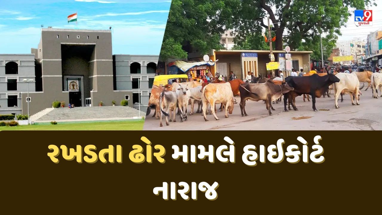 રખડતા ઢોર અને બિસ્માર રસ્તા મામલે હાઇકોર્ટ નારાજ, સરકારના બે ઉચ્ચ અધિકારીઓને હાઇકોર્ટનું તેડું