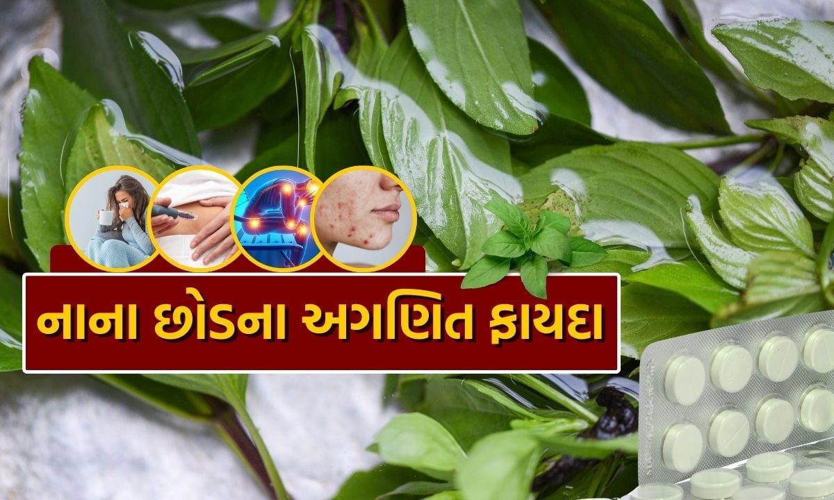 basil-leaves-benefits-:-આ-ચમત્કારિક-છોડની-સામે-100-થી-વધુ-અંગ્રેજી-દવાઓ-છે-નિષ્ફળ,-રોગ-જડમૂળ-થી-થશે-દૂર,-જાણો-કઈ-રીતે