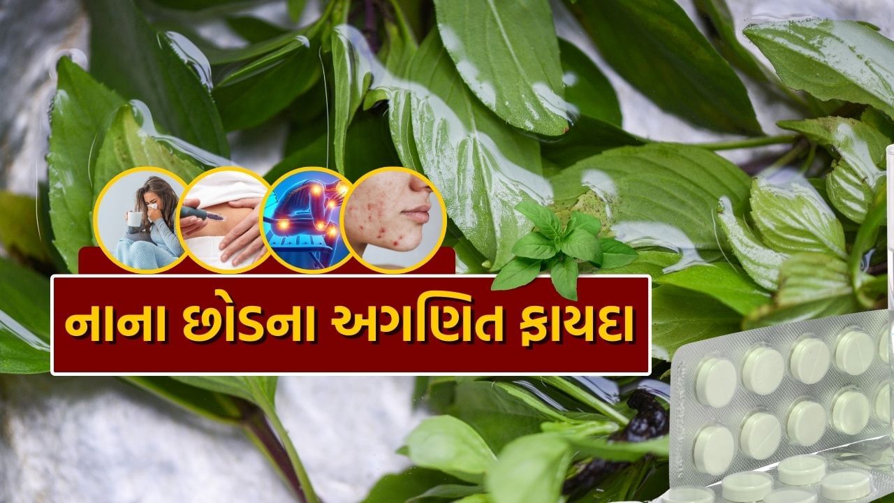 Basil Leaves Benefits : આ ચમત્કારિક છોડની સામે 100 થી વધુ અંગ્રેજી દવાઓ છે નિષ્ફળ, રોગ જડમૂળ થી થશે દૂર, જાણો કઈ રીતે