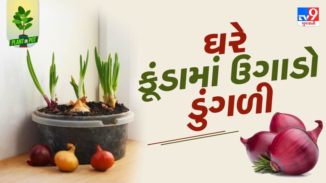 Plant In Pot : પંજાબી, ગુજરાત સહિતની વાનગીઓનો સ્વાદ વધારનારી ડુંગળી ઘરે જ ઉગાડો, જુઓ તસવીરો