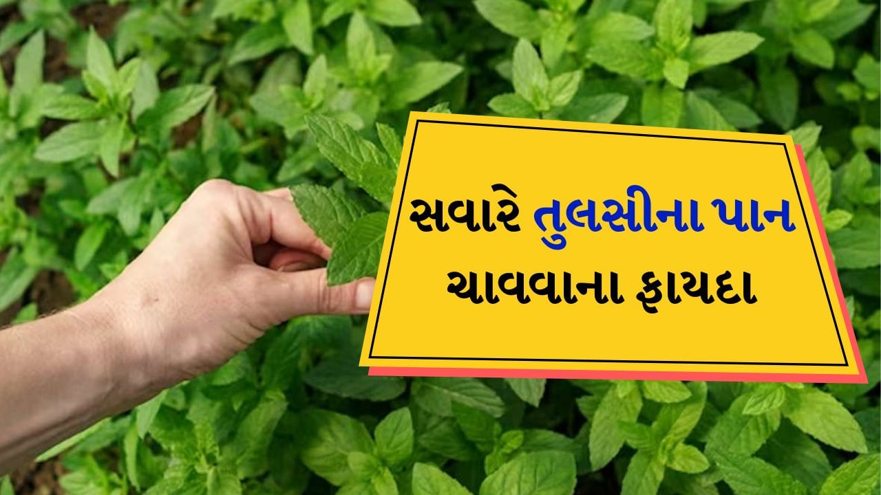 રોજ સવારે માત્ર 4 તુલસીના પાન ખાઓ, ગુણોથી છે ભરપુર, જાણો ફાયદા