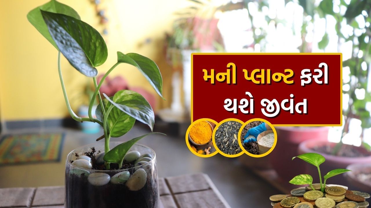 Money Plan : સુકાયેલા મની પ્લાન્ટને લીલો બનાવી દેશે રસોડાની આ વસ્તુઓ, રાત્રે કુંડામાં મૂકતાં સવારે બતાવશે ચમત્કાર !