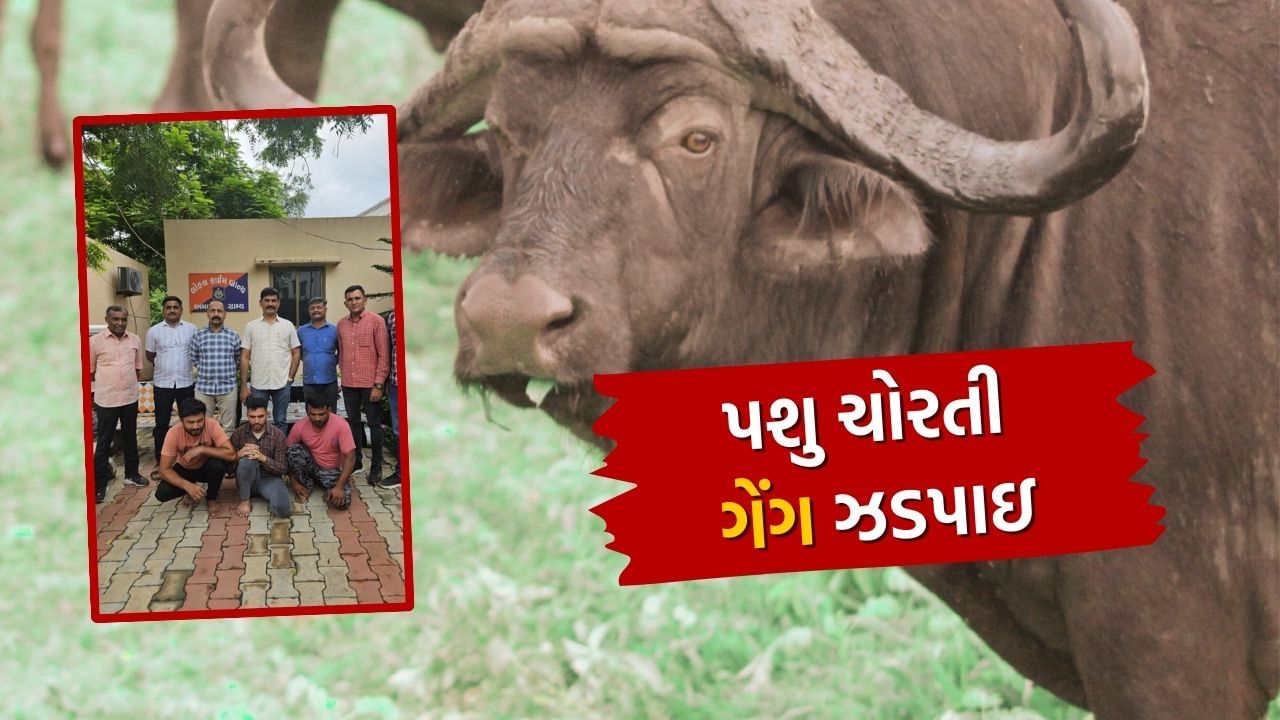 સોના ચાંદી કે રૂપિયા નહીં, અમદાવાદ અને ખેડાનાં ગ્રામીણ વિસ્તારોમાં પશુ ચોરી કરતી ગેંગ ઝડપાઈ