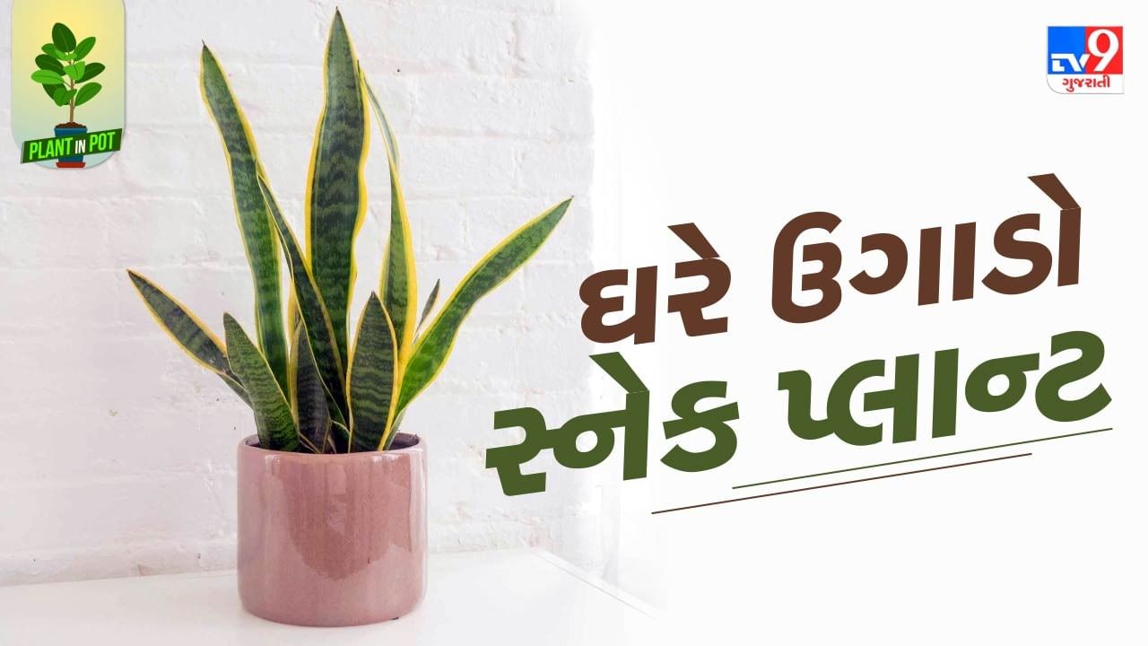 Plant In Pot : ઘરમાં હવાનું શુદ્ધીકરણ કરનાર સ્નેક પ્લાન્ટને ઘરે ઉગાડો, જુઓ તસવીરો