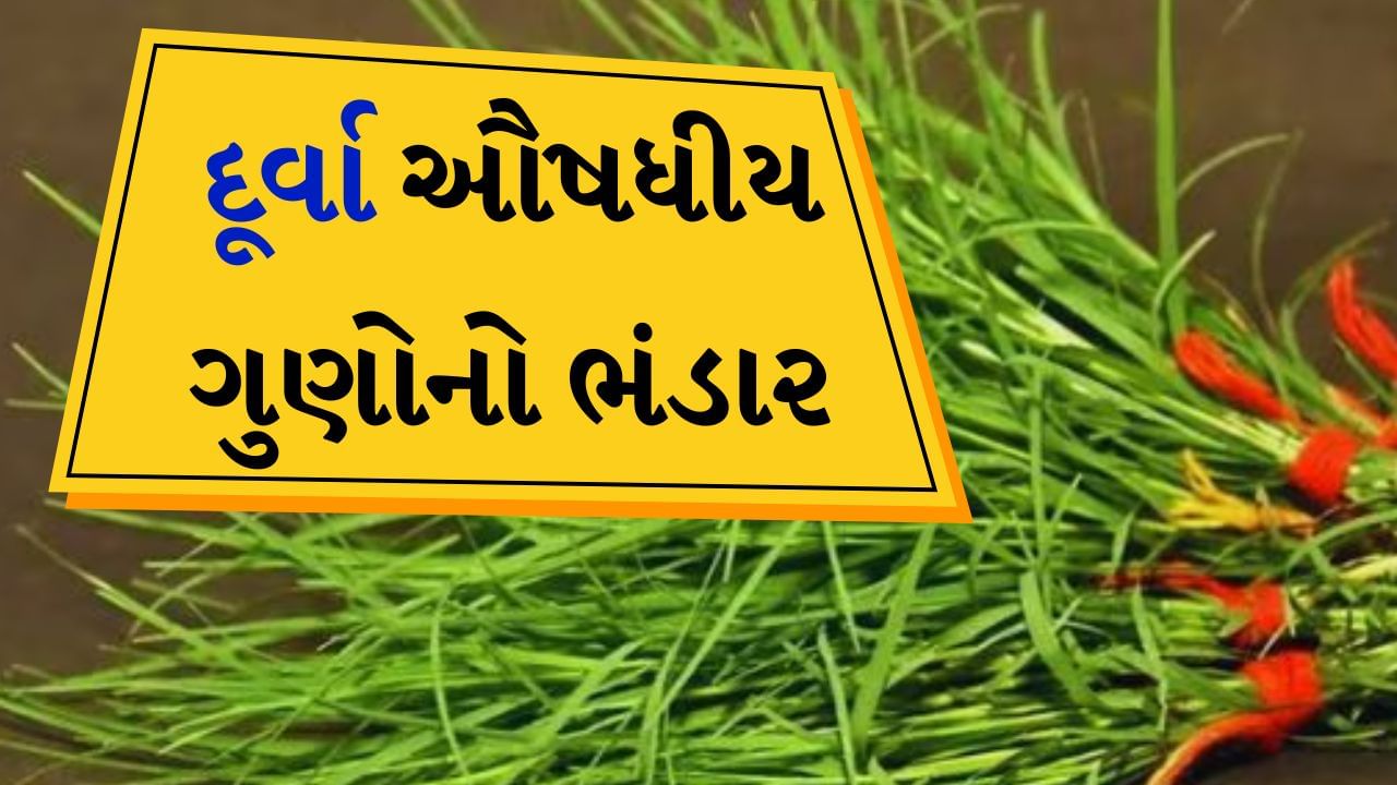 ઔષધીય ગુણોનો ભંડાર છે ગણેશજીની પૂજામાં વપરાતું દૂર્વા ઘાસ, ફાયદા જાણીને રહી જશો દંગ