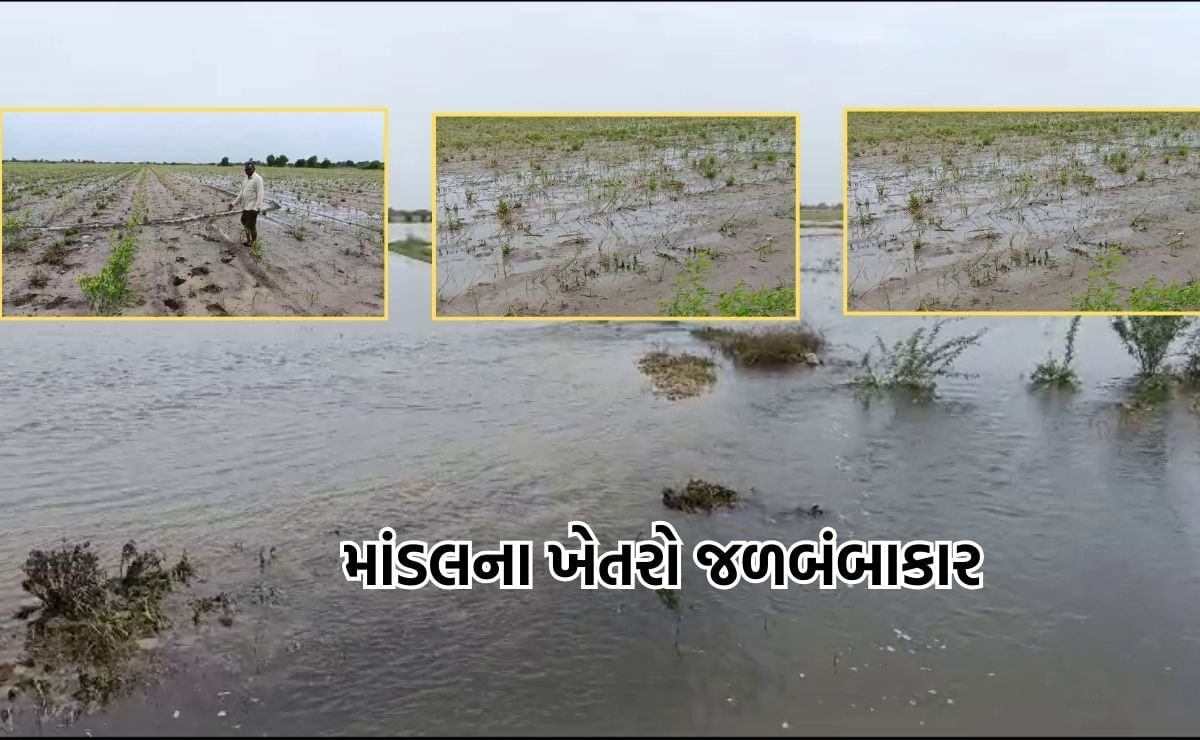 Ahmedabad: માંડલ તાલુકાના 15 જેટલા ગામોના ખેતરોમાં જળબંબાકારની સ્થિતિ, ખેડૂતોએ સરકાર પાસે સહાયની કરી માગ- Video