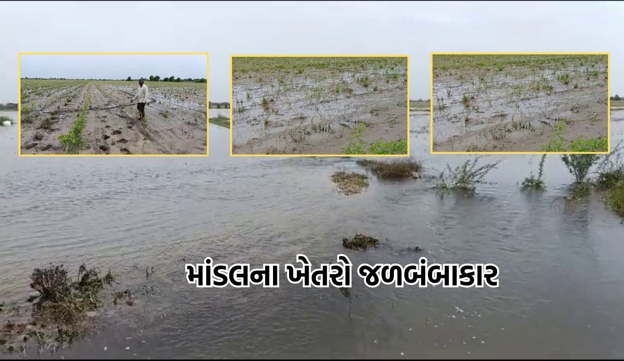 Ahmedabad: માંડલ તાલુકાના 15 જેટલા ગામોના ખેતરોમાં જળબંબાકારની સ્થિતિ, ખેડૂતોએ સરકાર પાસે સહાયની કરી માગ- Video