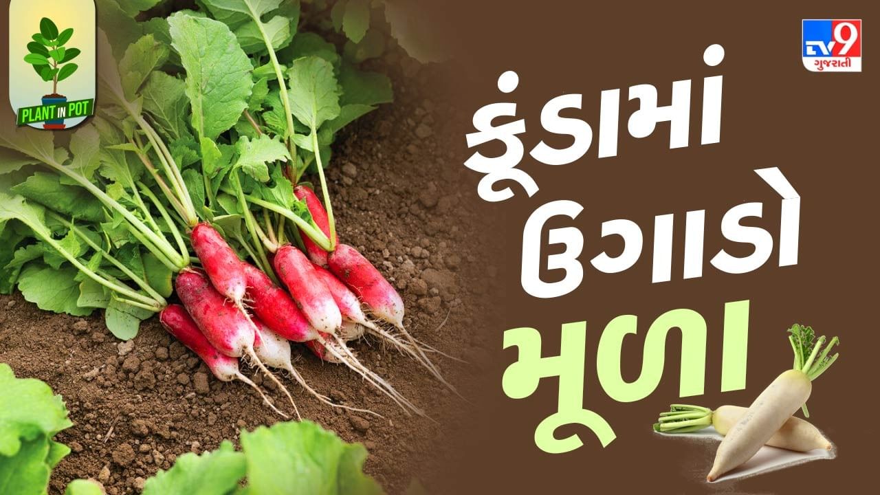 Plant In Pot : સલાડથી લઈને પરોઠા સુધીની સ્વાદિષ્ટ વાનગી બનાવવા આજે જ ઘરે ઉગાડો મૂળાનો છોડ, જુઓ તસવીરો