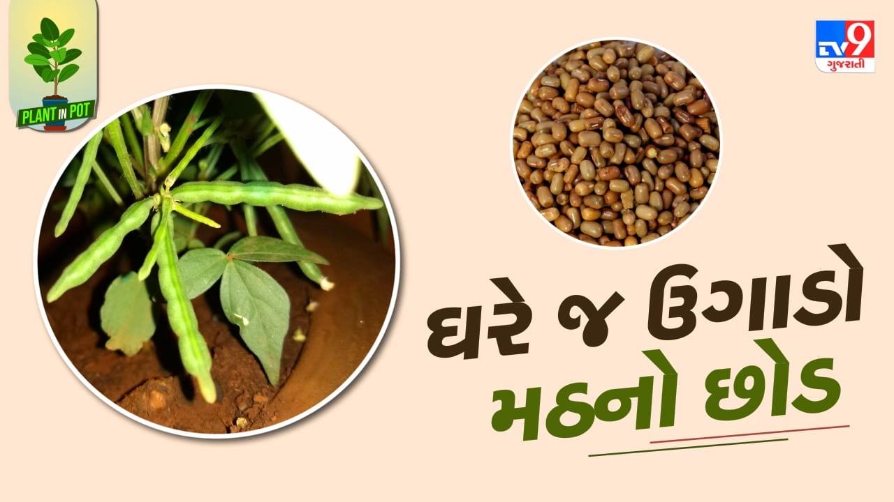 Plant In Pot : હાડકા મજબૂત કરવામાં મદદ કરનાર મઠને આજે જ ઘરે ઉગાડો, જુઓ તસવીરો