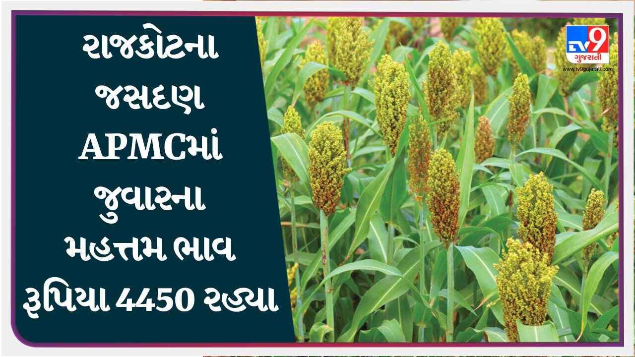 રાજકોટના જસદણ APMCમાં જુવારના મહત્તમ ભાવ રૂપિયા 4450 રહ્યા, જાણો જુદા-જુદા પાકના ભાવ