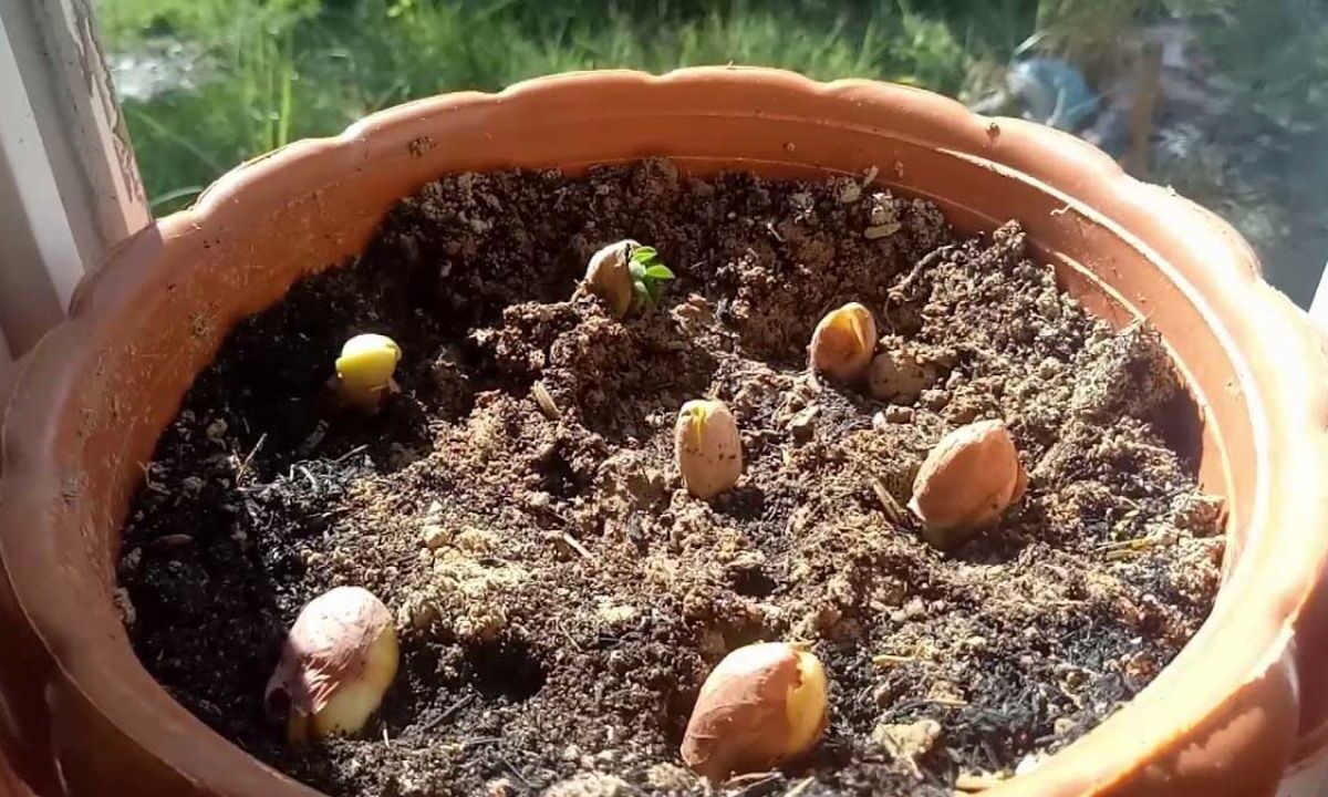 plant-in-pot-:-પ્રોટીનથી-ભરપુર-મગફળીના-છોડને-ઘરે-જ-ઉગાડો,-અપનાવો-આ-ટીપ્સ,-જુઓ-તસવીરો