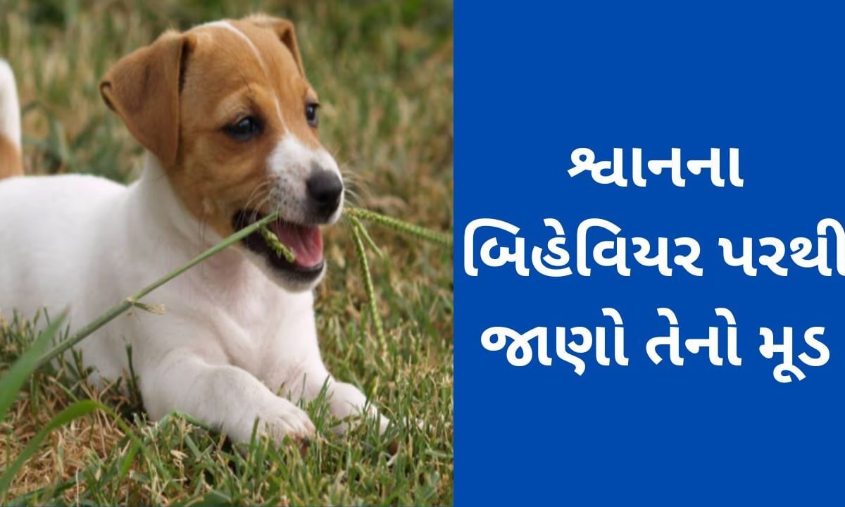 dogs-behaviours-meanings-:-શ્વાનના-બિહેવિયર-જોઇ-જાણી-શકાય-છે-તેનો-મૂડ,-જાણો-કેવી-રીતે