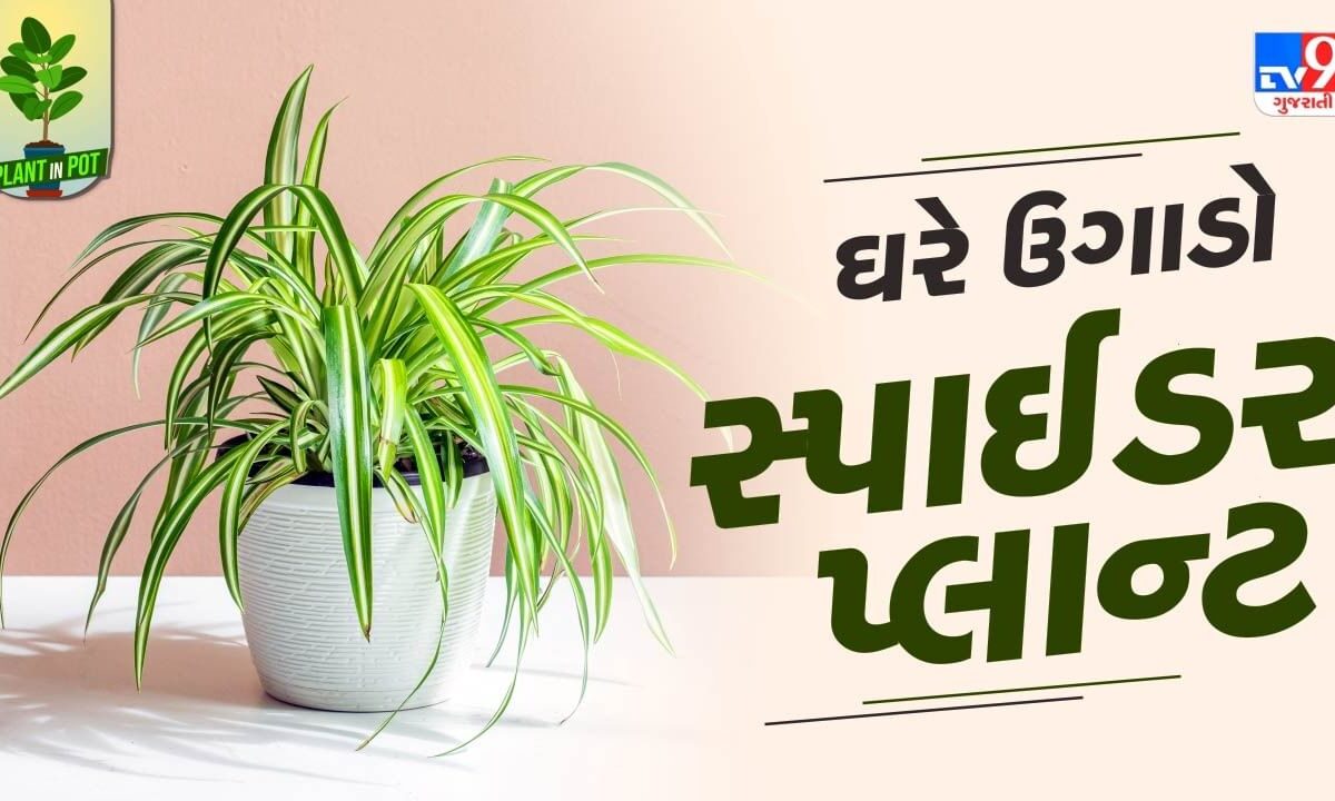 plant-in-pot-:-ઘરમાં-જ-ઉગાડો-સ્પાઈડર-પ્લાન્ટ-,-હવા-શુદ્ધ-રાખવામાં-કરશે-મદદ,-જુઓ-તસવીરો