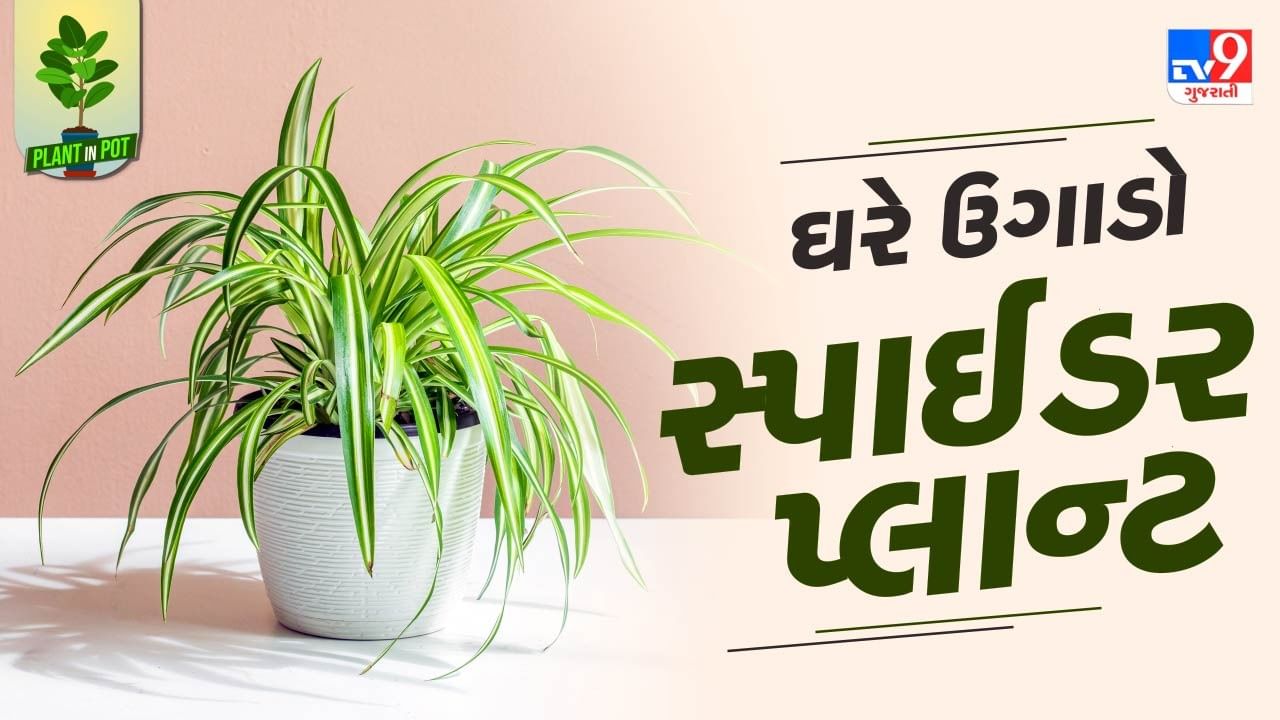 Plant In Pot : ઘરમાં જ ઉગાડો સ્પાઈડર પ્લાન્ટ , હવા શુદ્ધ રાખવામાં કરશે મદદ, જુઓ તસવીરો