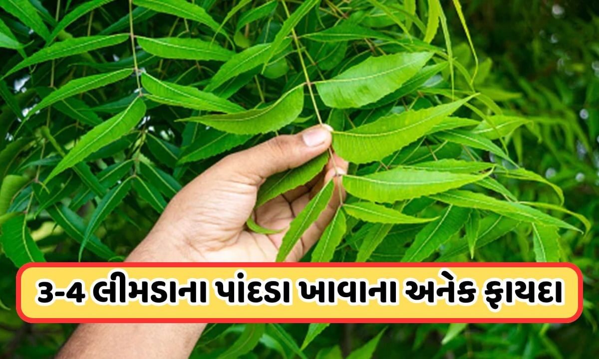 health-news:-રોજ-ખાલી-પેટ-લીમડાના-પાન-ચાવવાનું-કરો-શરૂ,-આ-3-બીમારીઓ-ક્યારેય-નહીં-થાય,-સ્વાસ્થ્ય-રહેશે-સારું