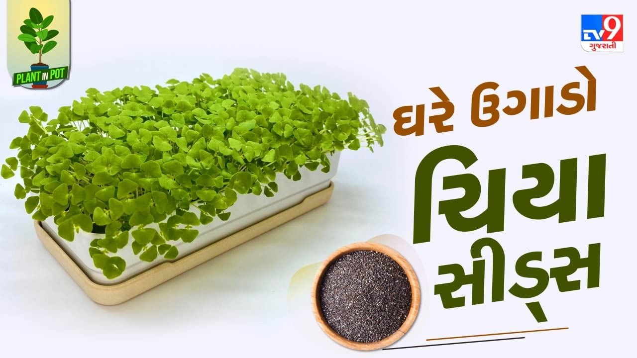 Plant In Pot : વજન ઘટાડવાથી લઈને હજારો સમસ્યાના સમાધાન એવા ચિયા સીડ્સને ઘરે ઉગાડો, જુઓ તસવીરો