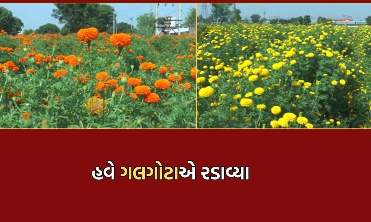 બનાસકાંઠાના-ખેડૂતોને-ગલગોટાએ-રડાવ્યા,-આ-વખતે-વરસાદ-નહીં-પરંતુ-સંગ્રહખોરીને-કારણે-ગયુ-પારાવાર-નુકસાન-video